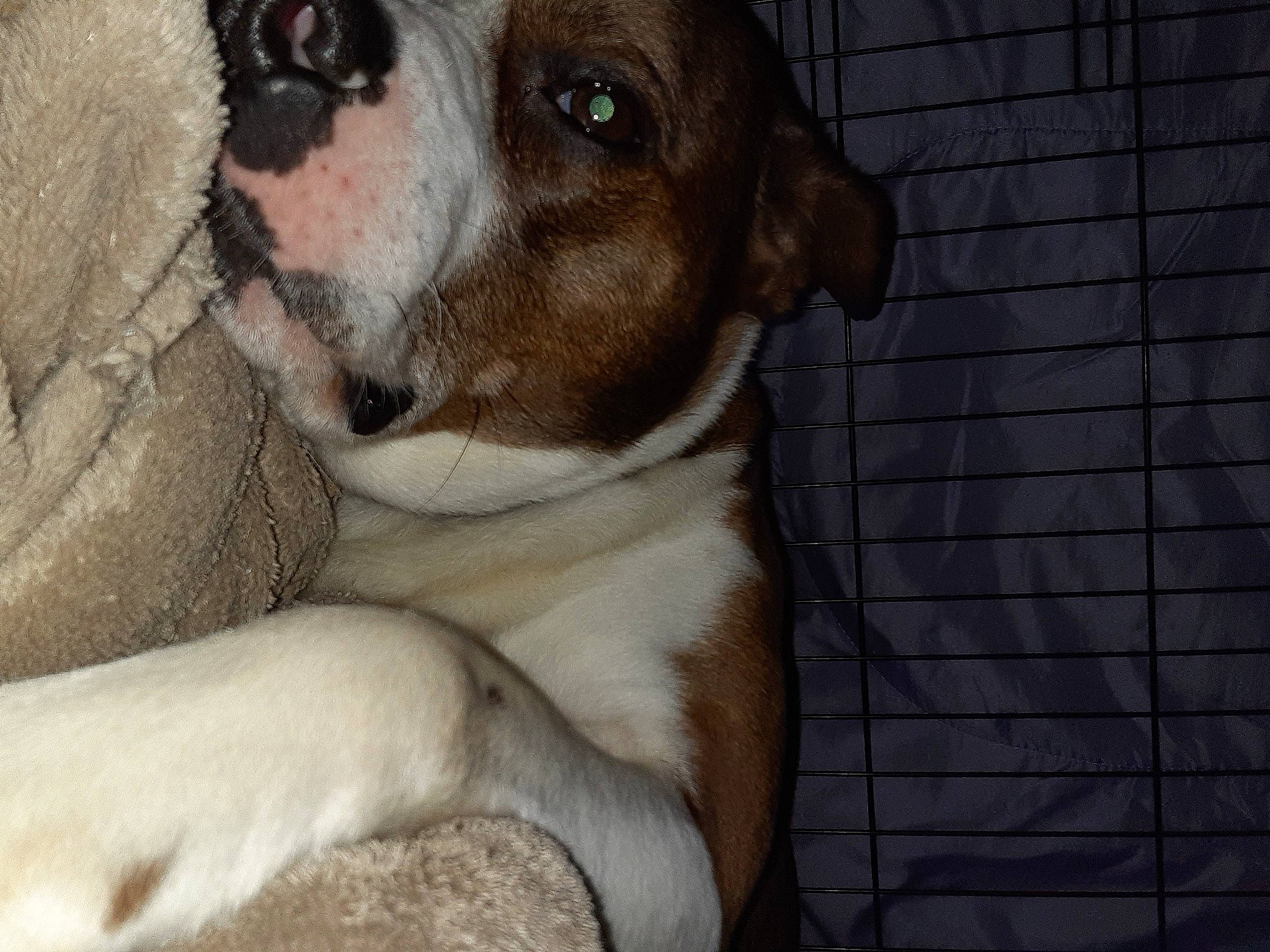 Killian is registered to the contest to win money with this photo: art, canidae, carnivore, collar, comfort, companion_dog, dog, dog_breed, ear, fawn, fur, non_sporting_group, puppy, snout, sporting_group, terrestrial_animal, toy_dog, whiskers, working_animal, wrinkle