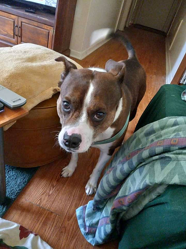 Killian is registered to the contest to win money with this photo: canidae, cardigan_welsh_corgi, carnivore, comfort, companion_dog, desk, dog, dog_breed, fawn, flooring, hardwood, non_sporting_group, sporting_group, table, terrier, toy_dog, watch, whiskers, window, wood