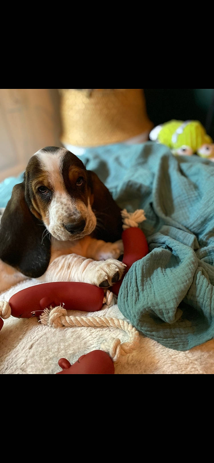 Polo participe au concours pour gagner de l'argent avec cette photo : basset_hound, beagle, carnivore, comfort, companion_dog, dog, dog_breed, fur, hound, linens, puppy_love, recipe, scent_hound, spaniel, sporting_group, stuffed_toy, toy, working_animal