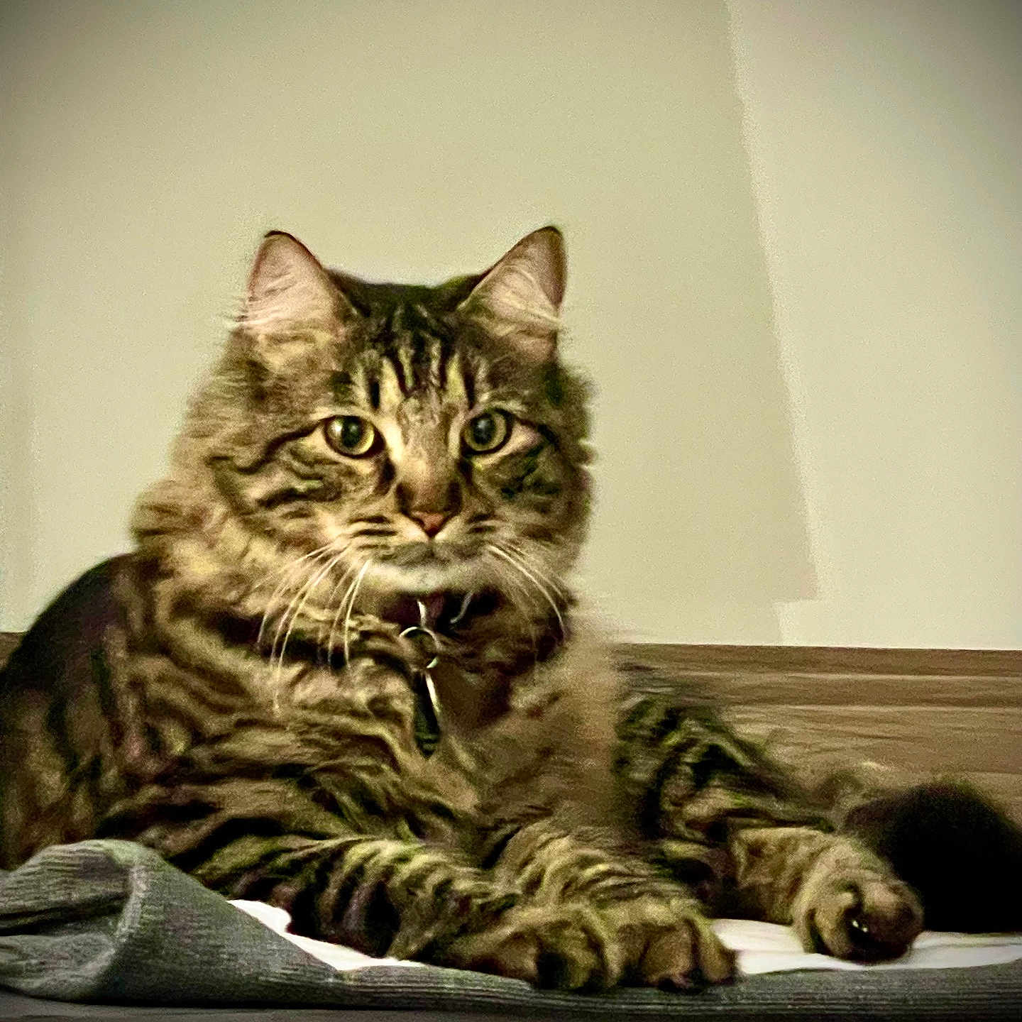 Lucius Star is registered to the contest to win money with this photo: animal, cat, closeup, collar, curious, domestic, ears, eyes, face, feline, fluffy, fur, indoor, lying_down, mammal, paws, pet, resting, tabby, whiskers