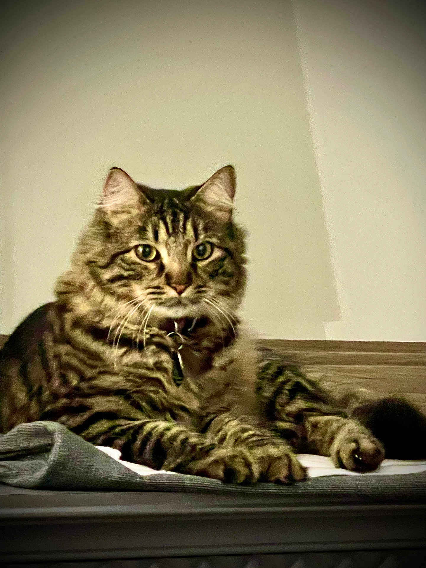 Lucius Star is registered to the contest to win money with this photo: cat, tabby, fluffy, fur, animal, pet, indoor, resting, lying_down, curious, closeup, whiskers, collar, ears, paws, face, eyes, feline, mammal, domestic