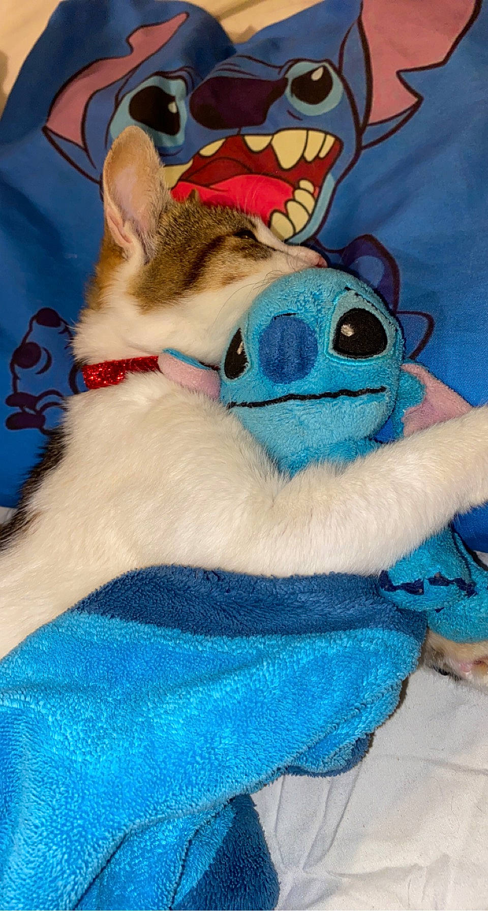 Crystal a rejoint le concours — aidez-le/la à gagner de superbes lots ! azure, blue, carnivore, comfort, companion_dog, dog, dog_breed, electric_blue, fawn, felidae, mammal, plush, small_to_medium_sized_cats, smile, snout, stuffed_toy, textile, toy, vertebrate, whiskers