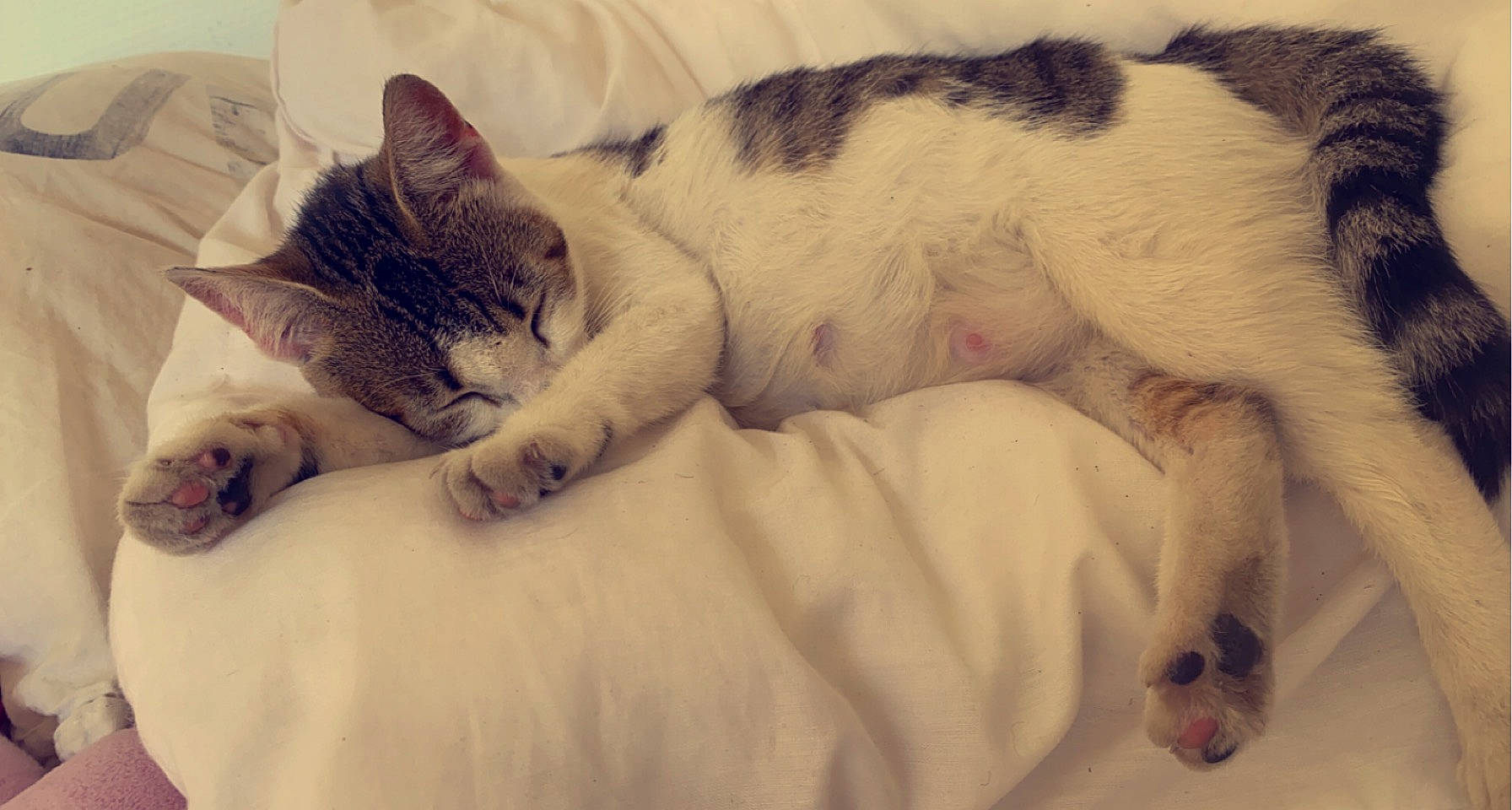 Crystal participe au concours pour gagner de l'argent avec cette photo : bed, bedding, bedtime, carnivore, cat, claw, comfort, domestic_short_haired_cat, eye, fawn, felidae, fur, linens, nap, paw, sleep, small_to_medium_sized_cats, snout, tail, whiskers