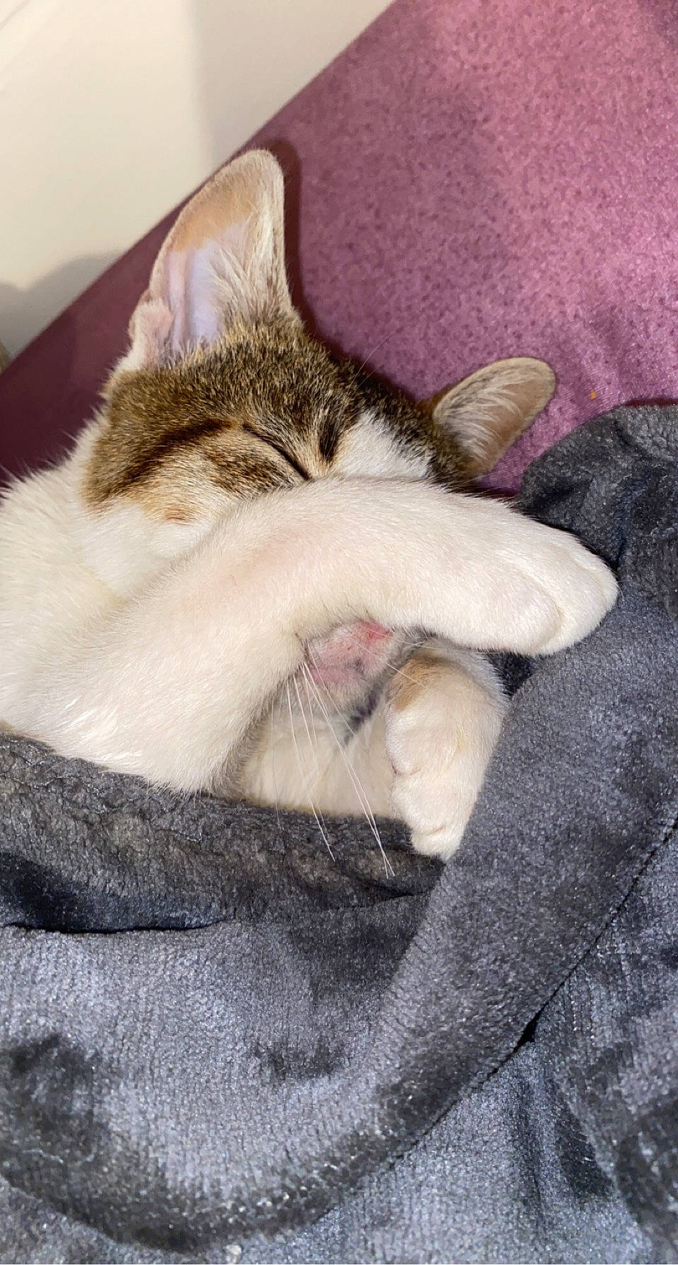 Crystal participe au concours pour gagner de l'argent avec cette photo : carnivore, cat, comfort, domestic_short_haired_cat, felidae, fur, nap, paw, sleep, small_to_medium_sized_cats, snout, tail, terrestrial_animal, whiskers