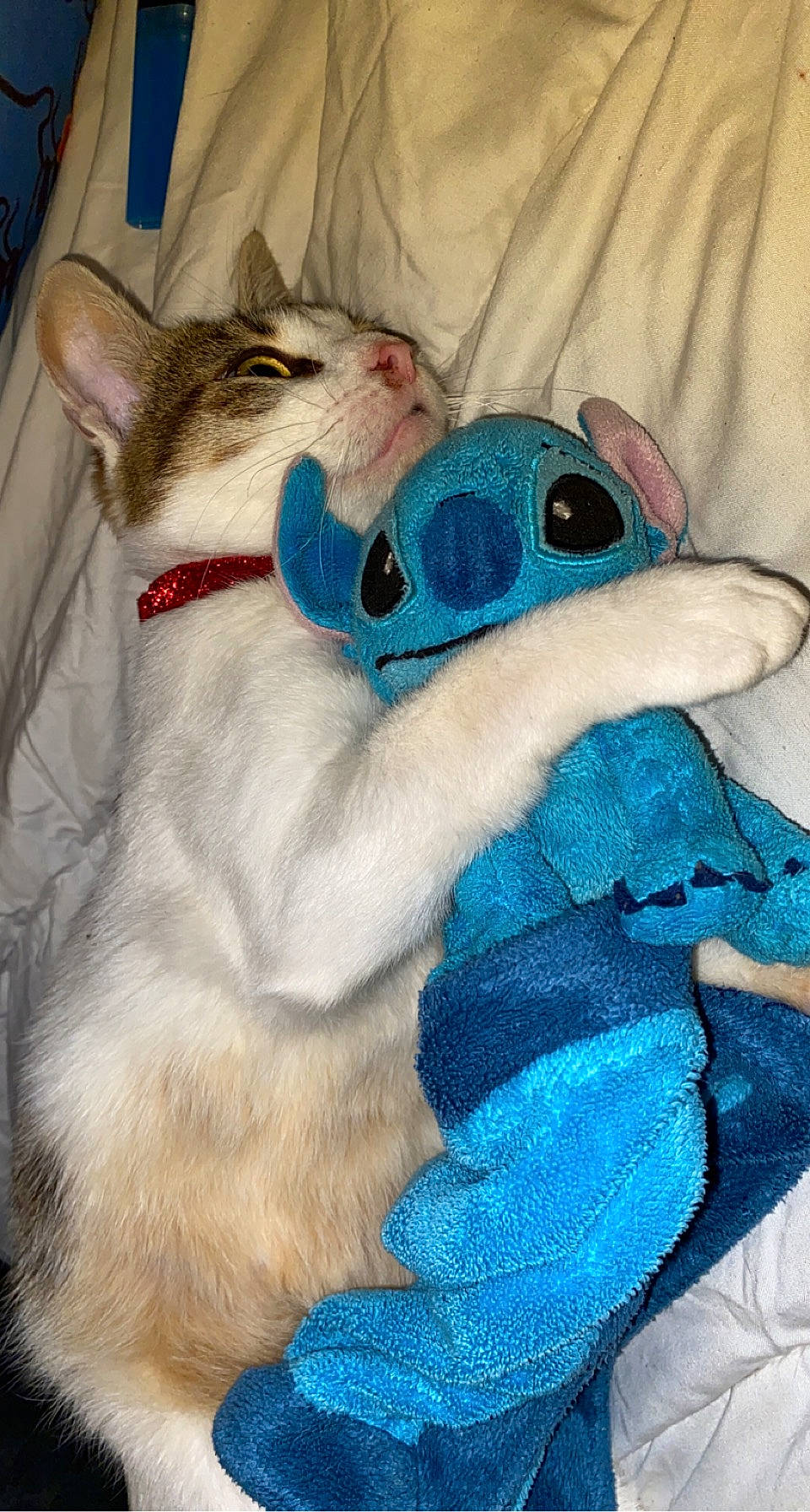 Crystal a rejoint le concours — aidez-le/la à gagner de superbes lots ! canidae, carnivore, cat, domestic_short_haired_cat, electric_blue, fang, fawn, felidae, fur, jaw, mammal, paw, plush, small_to_medium_sized_cats, snout, stuffed_toy, tail, toy, vertebrate, whiskers