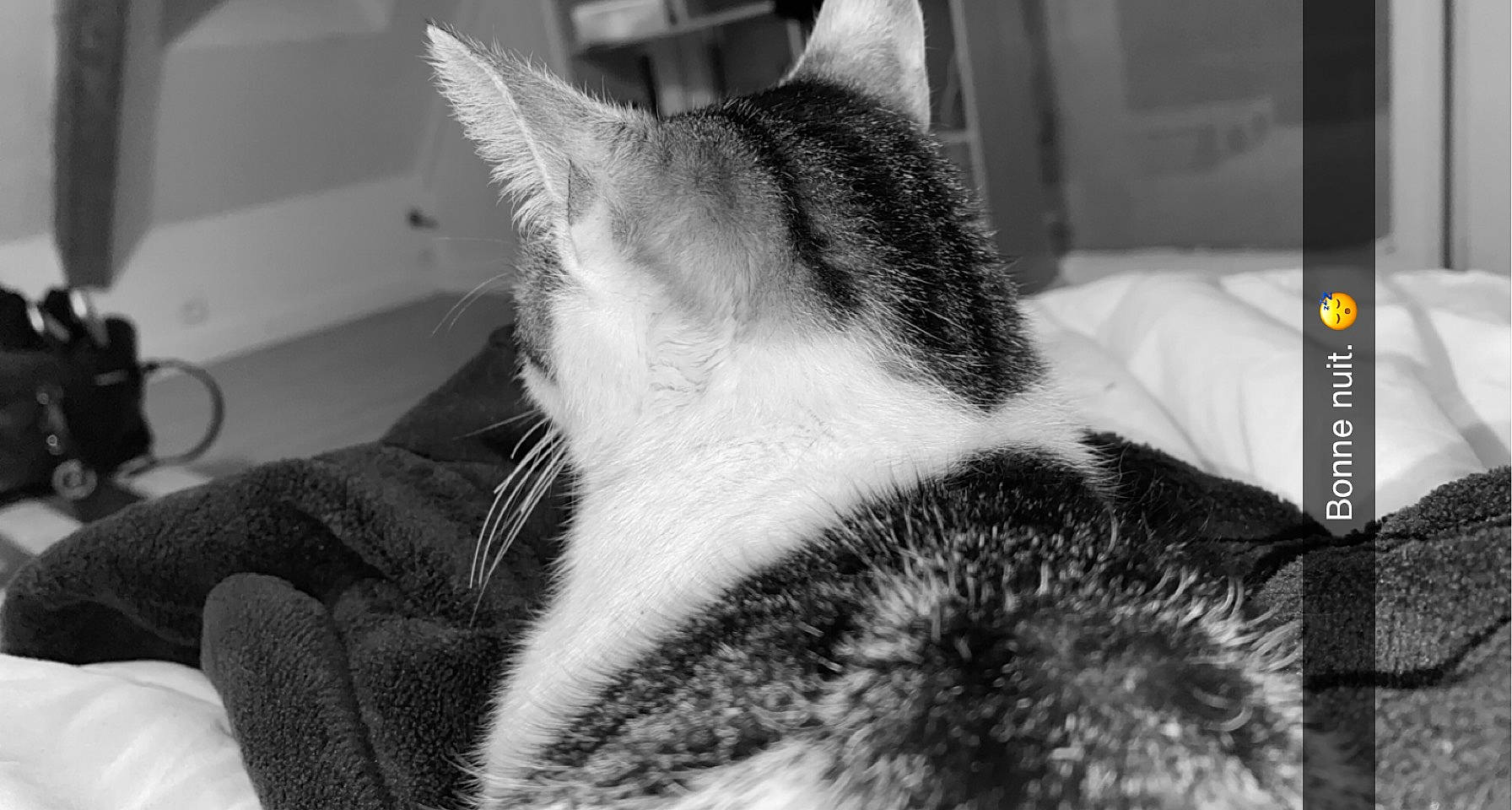 Crystal participe au concours pour gagner de l'argent avec cette photo : black, black_and_white, carnivore, cloud, comfort, dog, dog_breed, ear, eyelash, felidae, grey, jaw, monochrome, monochrome_photography, sky, snapshot, snout, style, whiskers, white