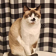 Angel joined the competition — help win amazing prizes! animal, black_and_white, blue_eyes, cat, checkered_pattern, curtain, cute, domestic_cat, feline, fur, fur_pattern, indoor, looking, pet, portrait, siamese, sitting, table, tail, whiskers