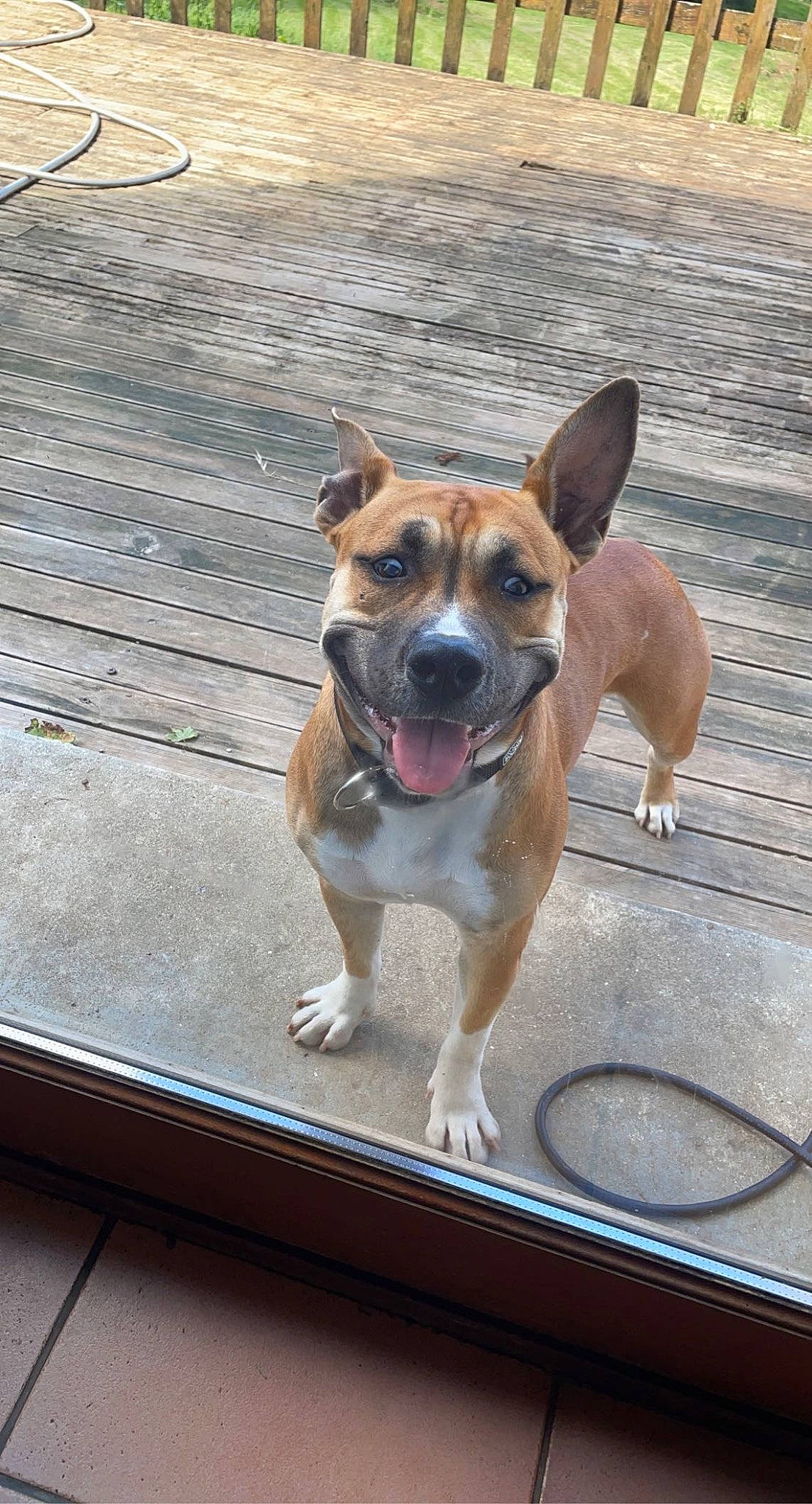 Rayna participe au concours pour gagner de l'argent avec cette photo : canidae, carnivore, collar, companion_dog, dog, dog_breed, dog_collar, dog_supply, door, fawn, flooring, leash, paw, pet_supply, snout, sporting_group, whiskers, window, wood, working_animal