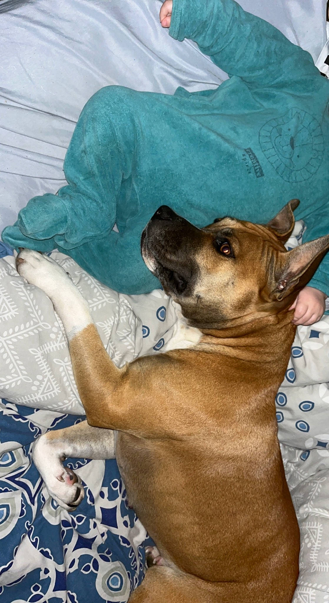 Rayna a rejoint le concours — aidez-le/la à gagner de superbes lots ! art, blue, canidae, carnivore, collar, comfort, companion_dog, dog, dog_breed, dog_collar, dog_supply, ear, fawn, fur, guard_dog, snout, sporting_group, toy_dog, whiskers, working_animal