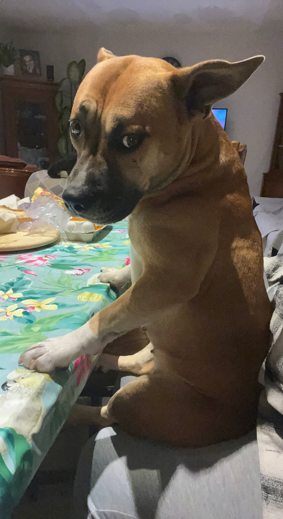 Rayna a rejoint le concours — aidez-le/la à gagner de superbes lots ! canidae, carnivore, collar, comfort, companion_dog, dog, dog_breed, dog_clothes, dog_collar, dog_supply, ear, fawn, fur, linens, pet_supply, snout, sporting_group, toy_dog, whiskers, working_animal