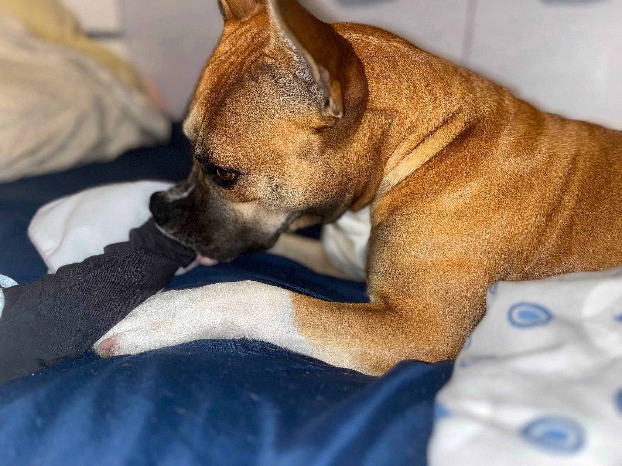 Rayna a rejoint le concours — aidez-le/la à gagner de superbes lots ! canidae, carnivore, comfort, companion_dog, dog, dog_breed, ear, fawn, fur, liver, nap, non_sporting_group, puppy, snout, sporting_group, terrestrial_animal, toy_dog, whiskers, working_animal, wrinkle