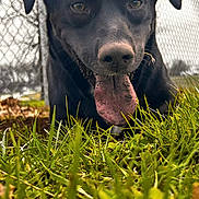 Lady joined the competition — help win amazing prizes! dog, black_dog, tongue, grass, outdoor, playful, pet, animal, chain_link_fence, close_up, nature, muzzle, canine, happy, tongue_out, daylight, grass_blades, fur, snout, background_blur