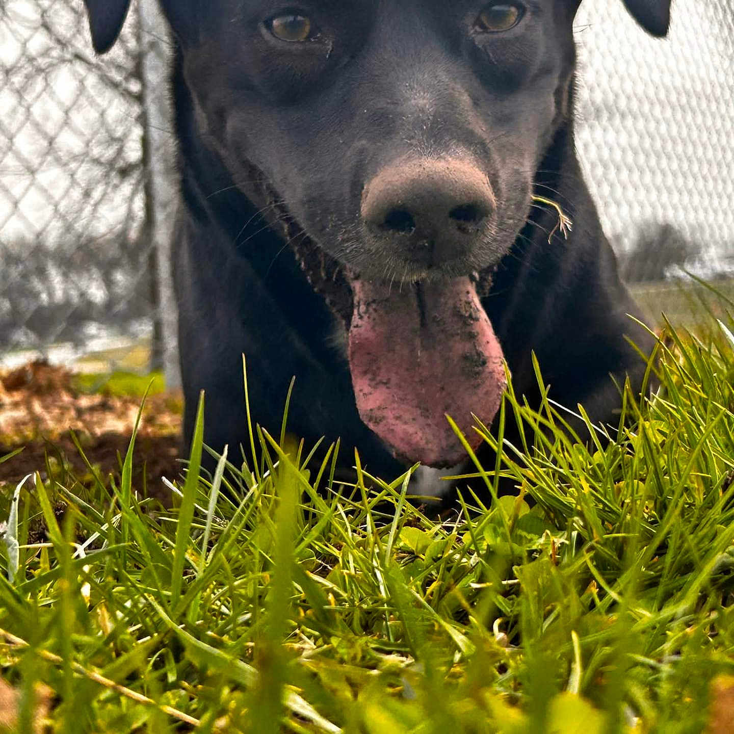 Lady joined the competition — help win amazing prizes! dog, black_dog, tongue, grass, outdoor, playful, pet, animal, chain_link_fence, close_up, nature, muzzle, canine, happy, tongue_out, daylight, grass_blades, fur, snout, background_blur