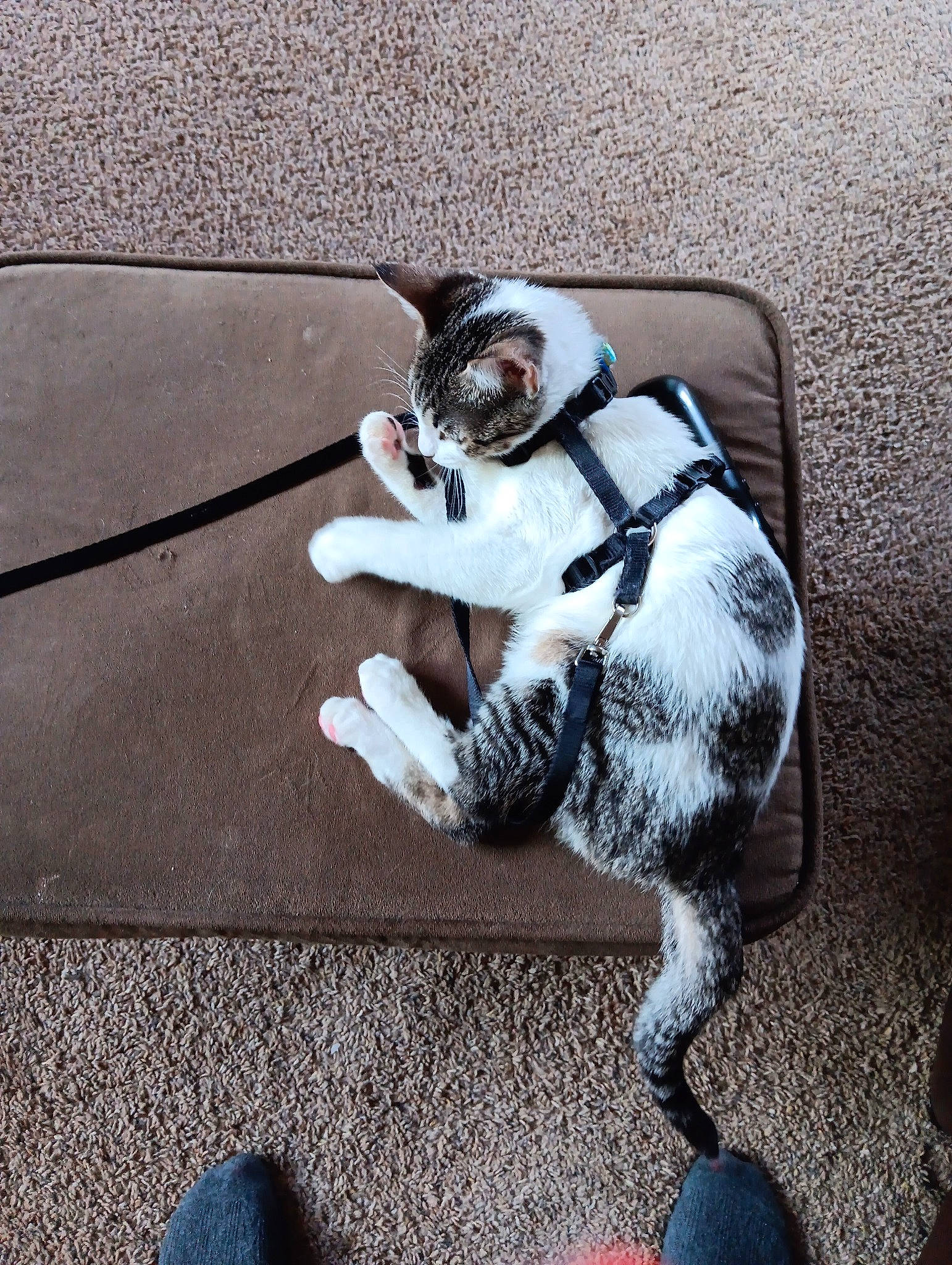 Vienna joined the competition — help win amazing prizes! asphalt, carnivore, cat, comfort, companion_dog, dog_breed, eyewear, fawn, felidae, floor, flooring, grey, human_leg, leash, paw, road_surface, small_to_medium_sized_cats, snout, tail, whiskers