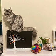 Garfield a rejoint le concours — aidez-le/la à gagner de superbes lots ! cat, gray_cat, fluffy_cat, indoor, plant, colorful_vase, tabletop, decor, photograph, framed_photo, book_stack, black_box, tree_design, flooring, chair, reflection, living_room, furniture, wall, pet