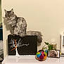 cat, gray_cat, fluffy_cat, indoor, plant, colorful_vase, tabletop, decor, photograph, framed_photo, book_stack, black_box, tree_design, flooring, chair, reflection, living_room, furniture, wall, pet