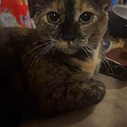 Willow is registered to the contest to win money with this photo: cat, tortoiseshell, close_up, indoor, pet, animal, whiskers, ears, eyes, fur, domestic, mammal, feline, resting, looking_at_camera, cozy, dim_light, blurry, household, background