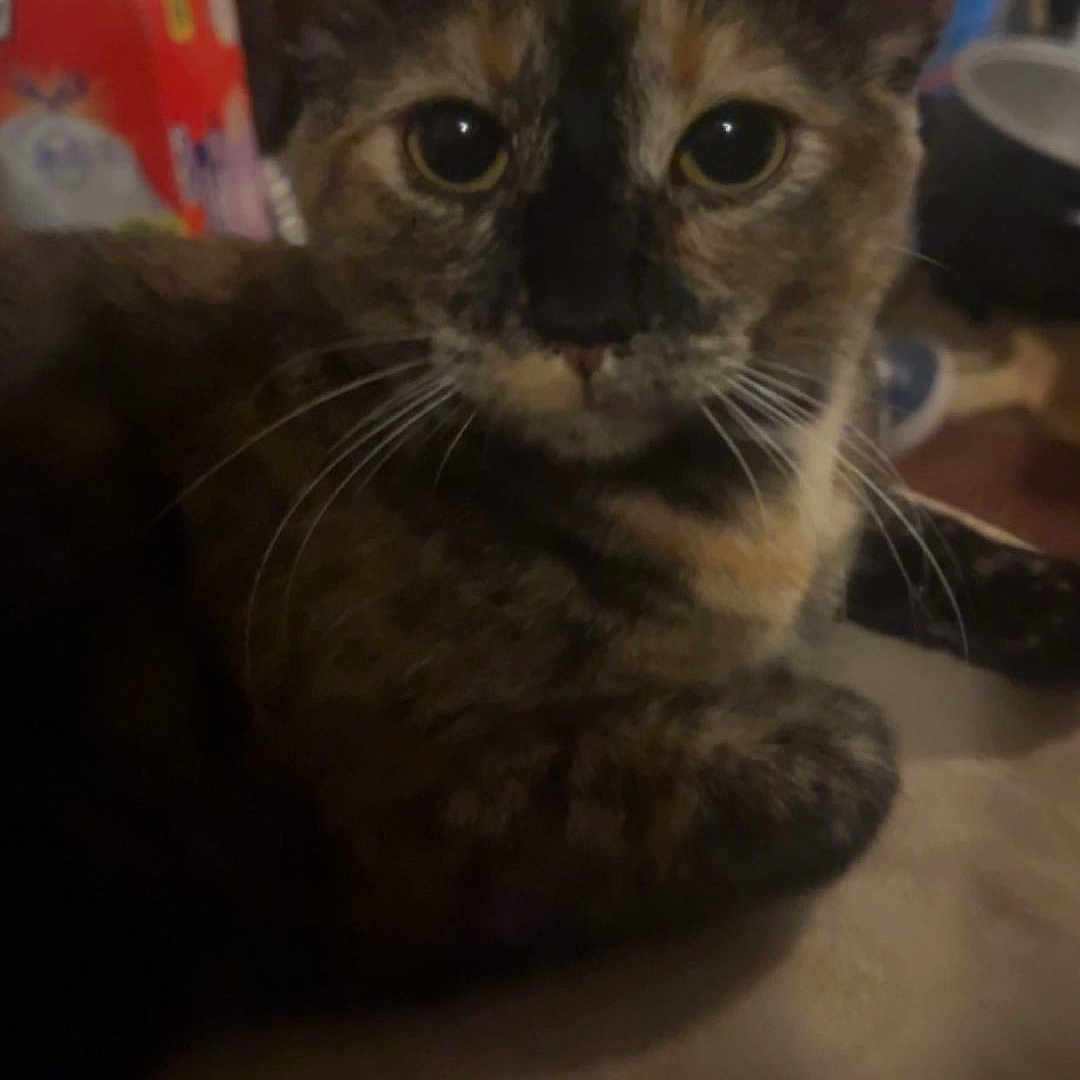 Willow is registered to the contest to win money with this photo: animal, background, blurry, cat, close_up, cozy, dim_light, domestic, ears, eyes, feline, fur, household, indoor, looking_at_camera, mammal, pet, resting, tortoiseshell, whiskers