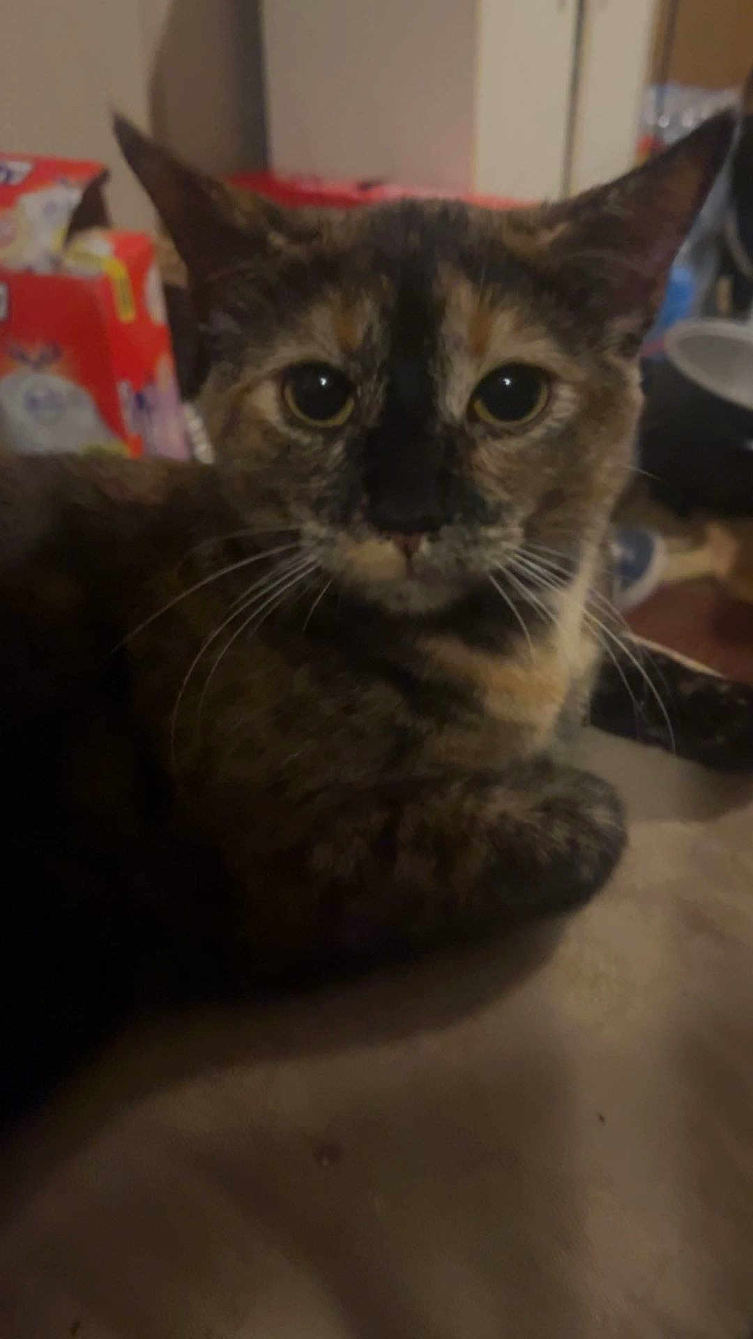 Willow is registered to the contest to win money with this photo: cat, tortoiseshell, close_up, indoor, pet, animal, whiskers, ears, eyes, fur, domestic, mammal, feline, resting, looking_at_camera, cozy, dim_light, blurry, household, background