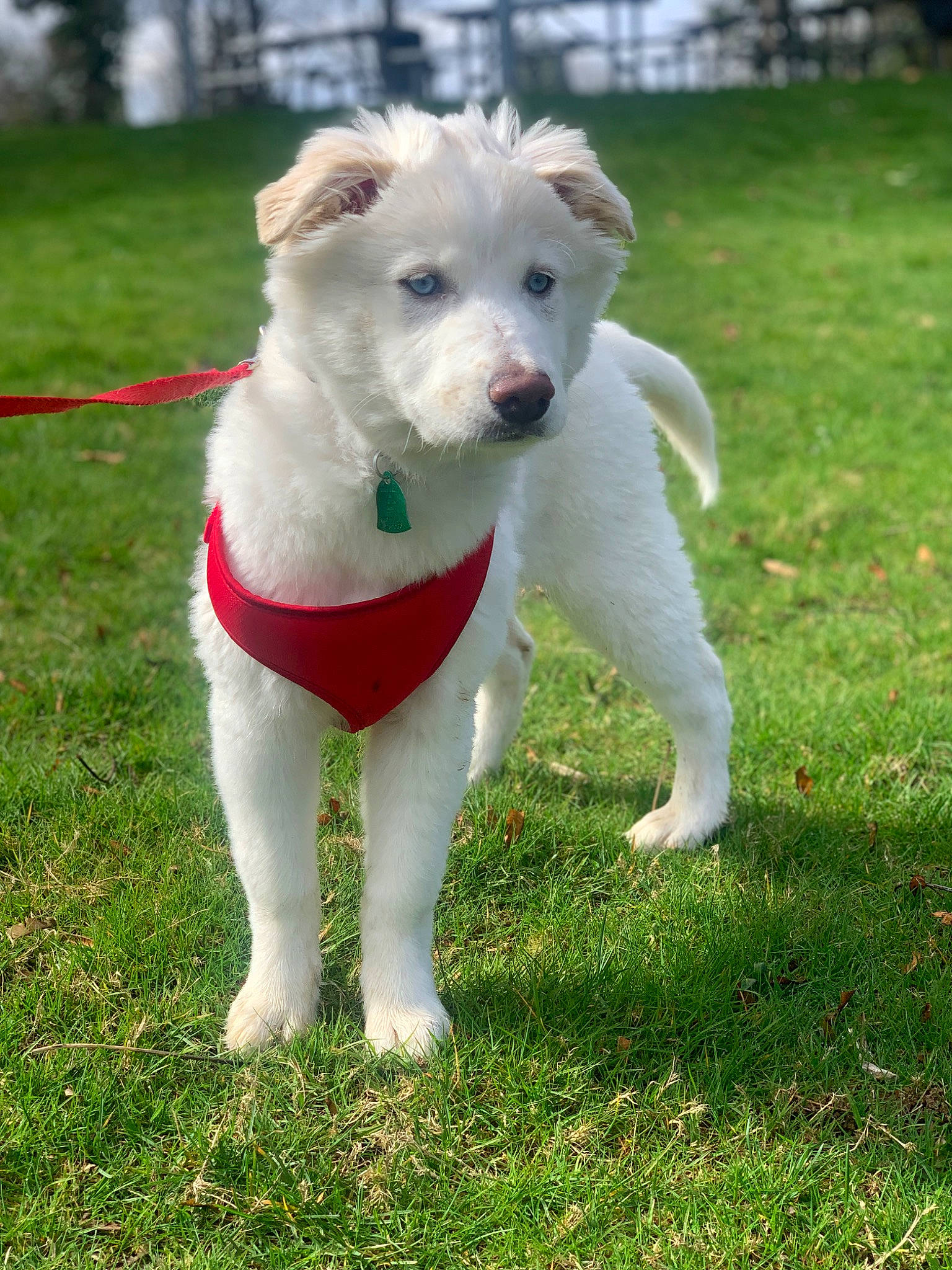 Glacier joined the competition — help win amazing prizes! canidae, carnivore, collar, companion_dog, dog, dog_breed, dog_collar, fawn, grass, lawn, leash, non_sporting_group, plant, puppy, snout, sporting_group, tail, terrier, working_animal, working_dog