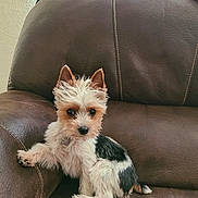 Gizmo is registered to the contest to win money with this photo: dog, puppy, small_dog, leather_couch, brown_couch, indoor, pet, fur, ears, sitting, cute, animal, canine, curious, looking, paw, home, cozy, relaxed, fluffy