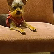 Chantilly Aka Tilly joined the competition — help win amazing prizes! dog, small_dog, pet, indoor, brown_chair, red_harness, relaxed, cozy, furniture, animal, canine, sitting, front_legs, ears, snout, fur, paw, resting, closeup, domestic_animal