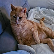 Hugo a rejoint le concours — aidez-le/la à gagner de superbes lots ! animal, blanket, cat, comfort, couch, cozy, cute, domestic, feline, fur, ginger_cat, home, indoor, lazy, paw, pet, relaxed, resting, tail, whiskers