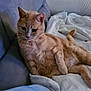 animal, blanket, cat, comfort, couch, cozy, cute, domestic, feline, fur, ginger_cat, home, indoor, lazy, paw, pet, relaxed, resting, tail, whiskers