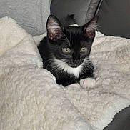 Linette a rejoint le concours — aidez-le/la à gagner de superbes lots ! kitten, cat, black_and_white, blanket, cozy, furry, pet, indoor, couch, fur, whiskers, cute, relaxing, animal, small, young, soft, resting, ears, paws