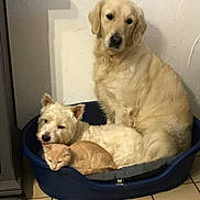Pipa a rejoint le concours — aidez-le/la à gagner de superbes lots ! dog, dogs, kitten, cat, pet_bed, orange_cat, golden_retriever, west_highland_terrier, indoor, floor_tiles, cozy, furry, animal_group, resting, companionship, cute, pets, domestic_animals, white_dog, blue_bed