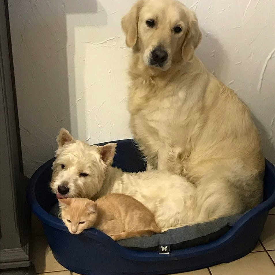 Pipa a rejoint le concours — aidez-le/la à gagner de superbes lots ! dog, dogs, kitten, cat, pet_bed, orange_cat, golden_retriever, west_highland_terrier, indoor, floor_tiles, cozy, furry, animal_group, resting, companionship, cute, pets, domestic_animals, white_dog, blue_bed