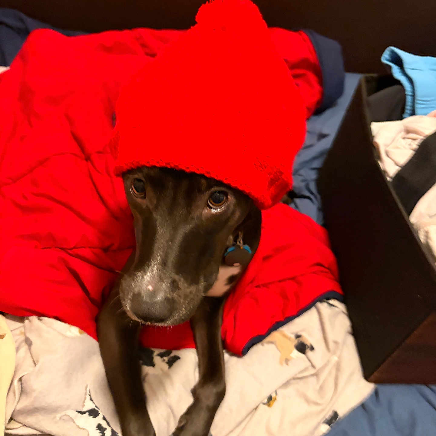 Clay is registered to the contest to win money with this photo: dog, black_dog, red_jacket, winter_hat, pom_pom, pet, animal, portrait, indoors, bed, blanket, bedding, clothing, basket, laundry, brown_eyes, long_snout, sitting, cozy, funny