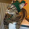 appliance, cat, closeup, cozy, curious, cute, domestic_animal, ears, feline, green_hat, indoor, knitted_hat, looking_up, perched, pet, playful, soft_fur, tabby, warm_lighting, whiskers