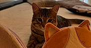 Benício a rejoint le concours — aidez-le/la à gagner de superbes lots ! animal, bed, brown, cat, cozy, curious, cute, domestic_animal, ears, fabric, feline, indoor, notebook, orange, pet, plush_toy, resting, soft_toy, tabby_cat, whiskers