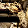 Benício a rejoint le concours — aidez-le/la à gagner de superbes lots ! animal, black_leather_chair, box, cat, comfortable, cozy, cute, domestic, fluffy, fur, furniture, home, indoor, pet, pillow, relaxed, resting, sleeping, tail, wooden_floor