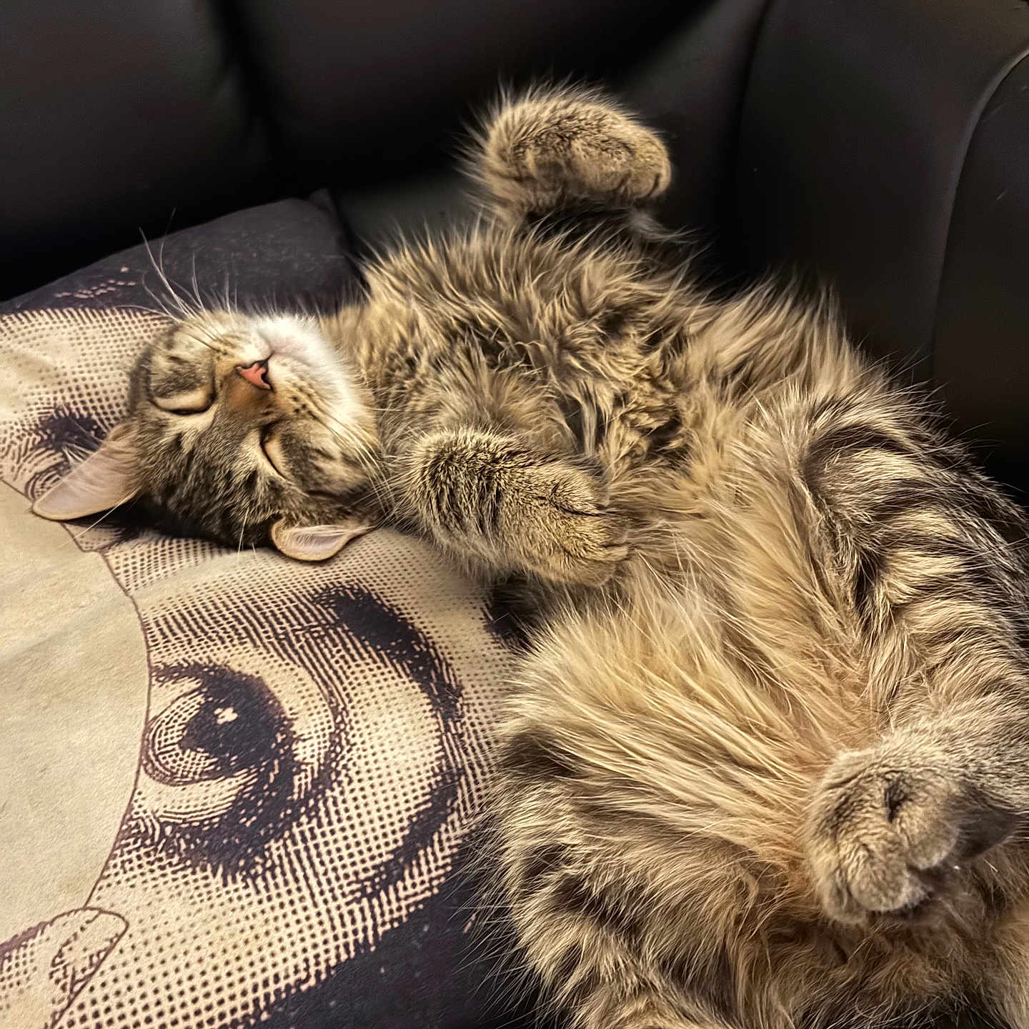 Benício a rejoint le concours — aidez-le/la à gagner de superbes lots ! animal, cat, comfortable, couch, cozy, cute, feline, fur, home, indoor, napping, paw, pet, pillow, relaxed, resting, sleeping, striped, tabby, whiskers