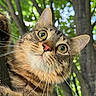 animal, bokeh, cat, close_up, curious, cute, daylight, feline, fur, green_eyes, leaves, looking_down, mammal, nature, outdoor, pet, portrait, tabby, tree, whiskers