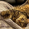 animal, blanket, cat, closeup, cozy, cute, feline, fur, indoor, paw, pet, relaxed, resting, sleepy, soft, stretching, striped, tabby, texture, whiskers