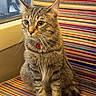 animal, cat, collar, colorful, cozy, curious, cute, domestic_animal, feline, fur, furniture, indoor, pet, portrait, sitting, striped, striped_chair, tabby, whiskers, window