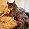 Benício a rejoint le concours — aidez-le/la à gagner de superbes lots ! animal, bed, blanket, cat, comfort, cozy, cute, domestic, feline, fur, hoodie, indoor, pet, red_cuffs, relaxed, resting, soft_texture, striped_clothing, tabby, tail
