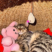 Benício a rejoint le concours — aidez-le/la à gagner de superbes lots ! animal, cat, close_up, cozy, cute, domestic_animal, feline, fur, hanging_toy, indoor, pet, pink_bunny, relaxed, resting, sleepy, snuggling, soft_toy, stuffed_toy, tabby_cat, woven_basket