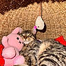 animal, cat, close_up, cozy, cute, domestic_animal, feline, fur, hanging_toy, indoor, pet, pink_bunny, relaxed, resting, sleepy, snuggling, soft_toy, stuffed_toy, tabby_cat, woven_basket