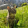 cat, tabby_cat, grass, flower, daisy, outdoor, sunlight, urban, building, greenery, nature, pet, animal, meadow, daylight, plant, whiskers, ears, field, leaves