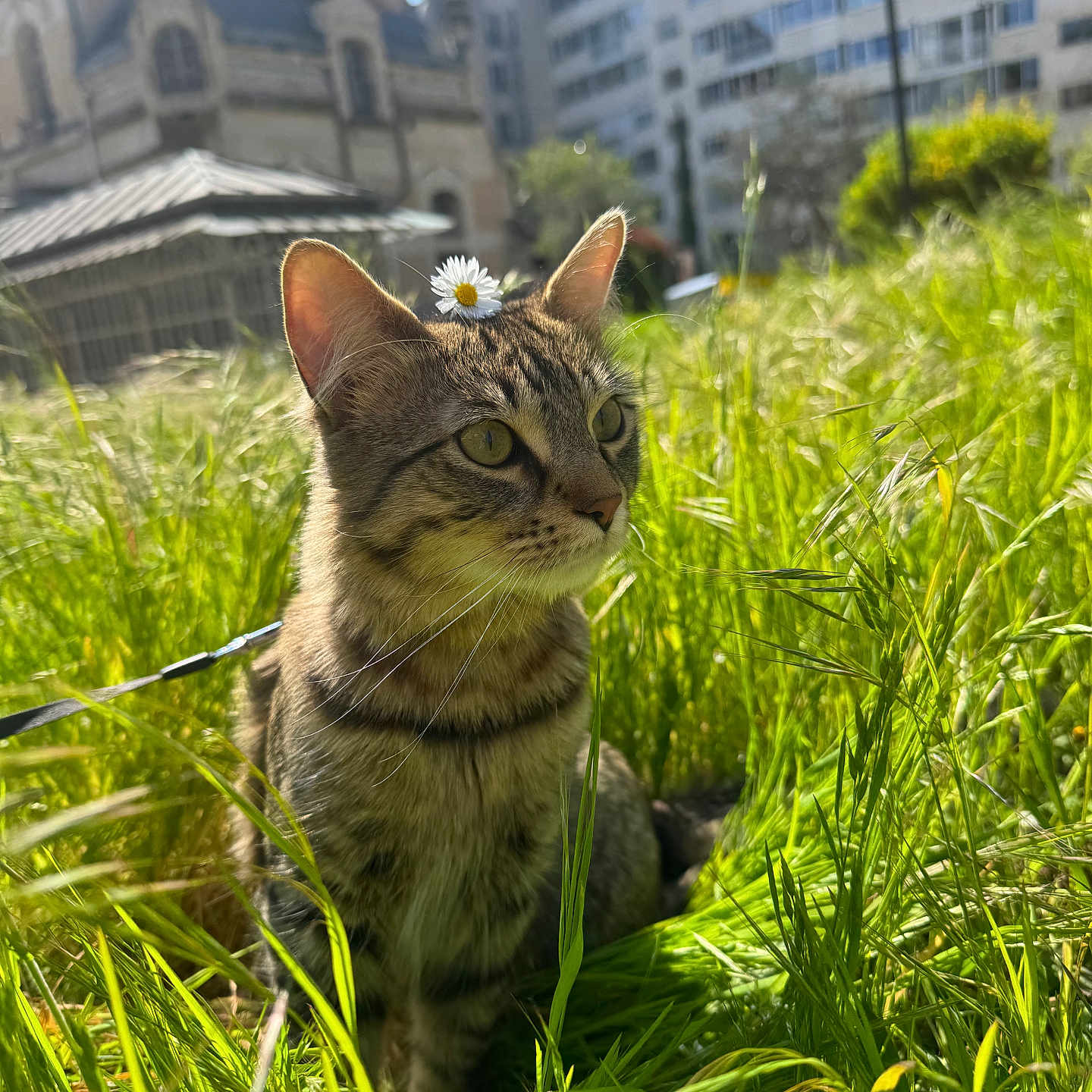 Benício joined the competition — help win amazing prizes! cat, tabby_cat, grass, flower, daisy, outdoor, sunlight, urban, building, greenery, nature, pet, animal, meadow, daylight, plant, whiskers, ears, field, leaves