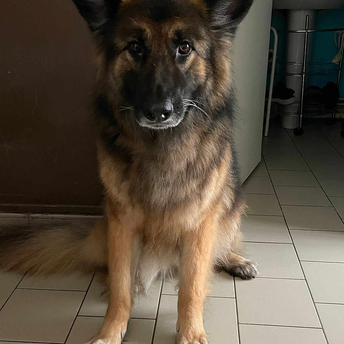 Sally a rejoint le concours — aidez-le/la à gagner de superbes lots ! dog, german_shepherd, indoor, tile_floor, sitting, pet, canine, fur, ears, tail, door, bathroom, animal, companion, looking_at_camera, domestic, mammal, quiet, alert, brown