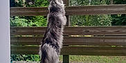 Silver a rejoint le concours — aidez-le/la à gagner de superbes lots ! cat, long_hair, standing, wooden_deck, wooden_fence, outdoor, greenery, trees, nature, curious, pet, animal, fluffy, back_view, daylight, garden, exploring, peaceful, fur, quiet