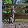 cat, long_hair, standing, wooden_deck, wooden_fence, outdoor, greenery, trees, nature, curious, pet, animal, fluffy, back_view, daylight, garden, exploring, peaceful, fur, quiet