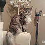 cat, fluffy, couch, armrest, living_room, vacuum_cleaner, decorative_tree, white_tree, furniture, pet, indoor, animal, fur, tail, ears, whiskers, sitting, curious, domestic, cozy