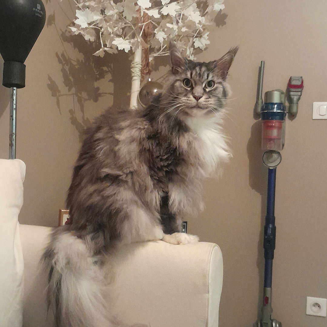 Silver participe au concours pour gagner de l'argent avec cette photo : animal, armrest, cat, couch, cozy, curious, decorative_tree, domestic, ears, fluffy, fur, furniture, indoor, living_room, pet, sitting, tail, vacuum_cleaner, whiskers, white_tree