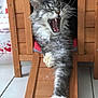 cat, yawning, wooden_cat_house, ramp, indoor, feline, gray_and_white, long_hair, relaxed, paw, tile_floor, pet, animal, cozy, resting, stretching, home, cute, funny_expression, whiskers